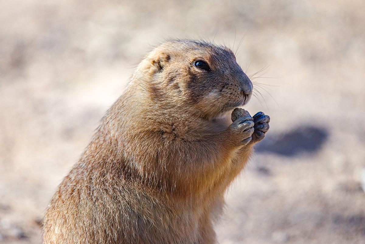 Photo of Black-tailed Prairie Dog