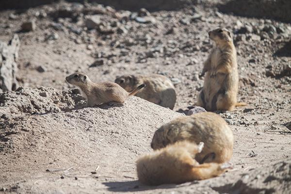 Photo of Black-tailed Prairie Dog