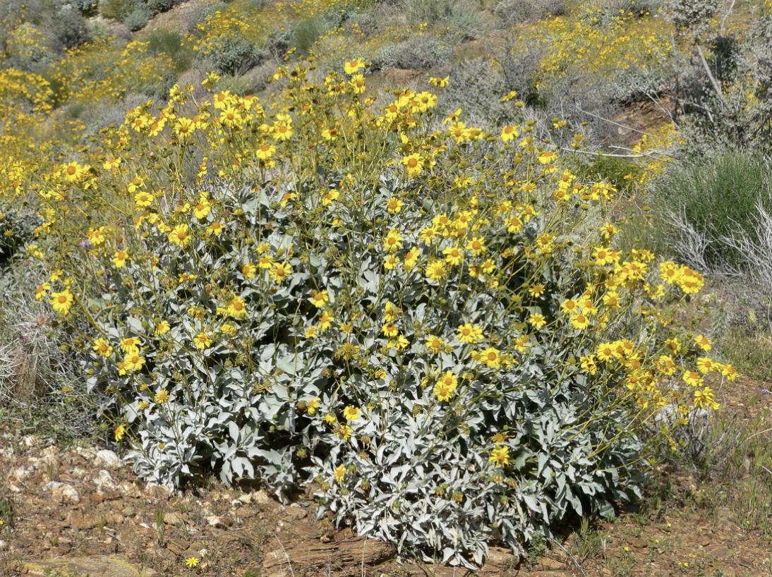 Photo of Brittlebush