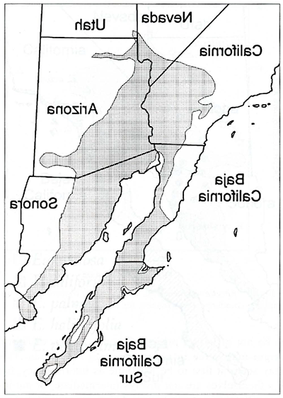 Range Map for Brittlebush