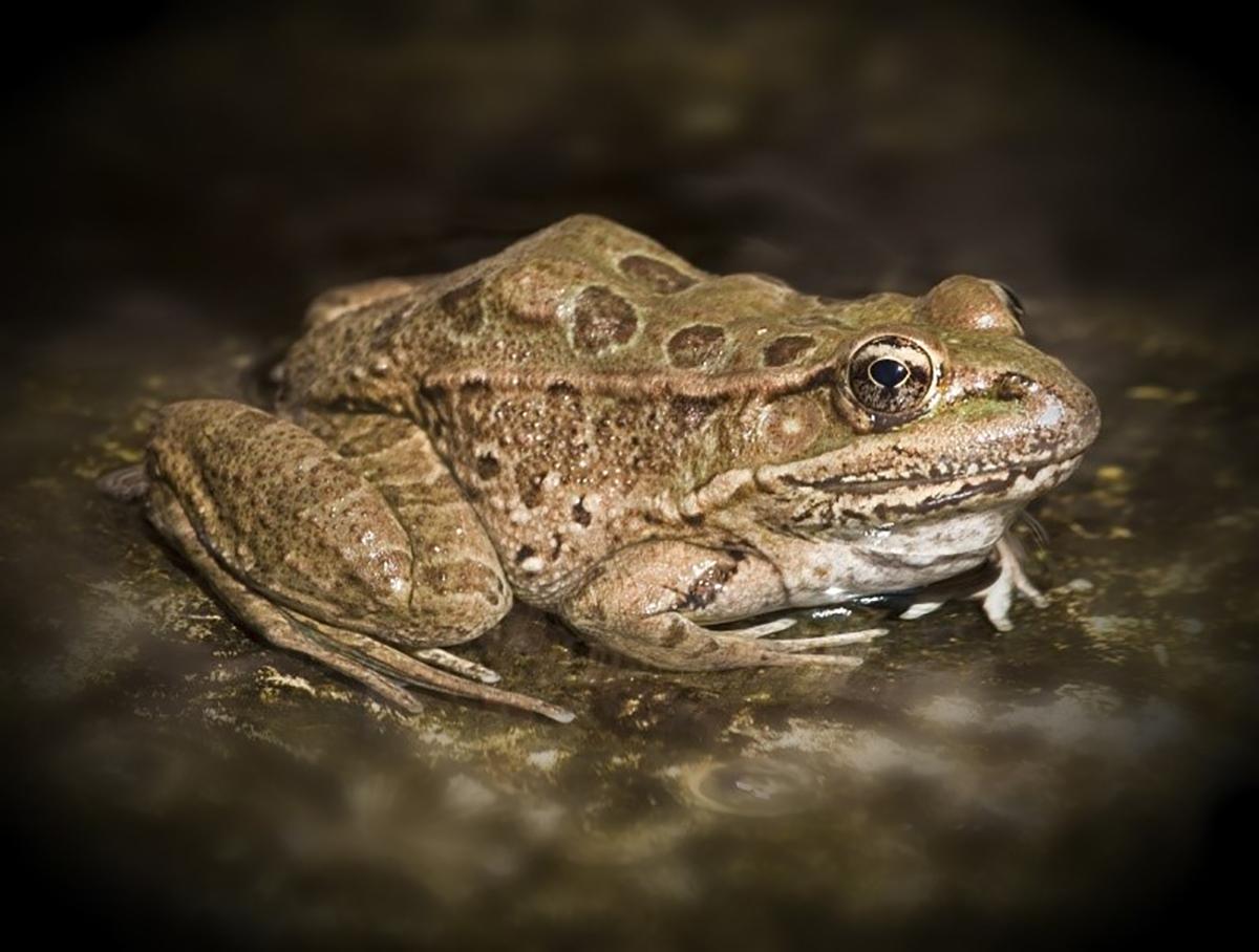 Photo of Chiricahua Leopard Frog