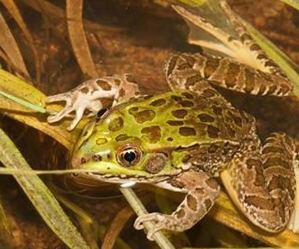 Photo of Chiricahua Leopard Frog