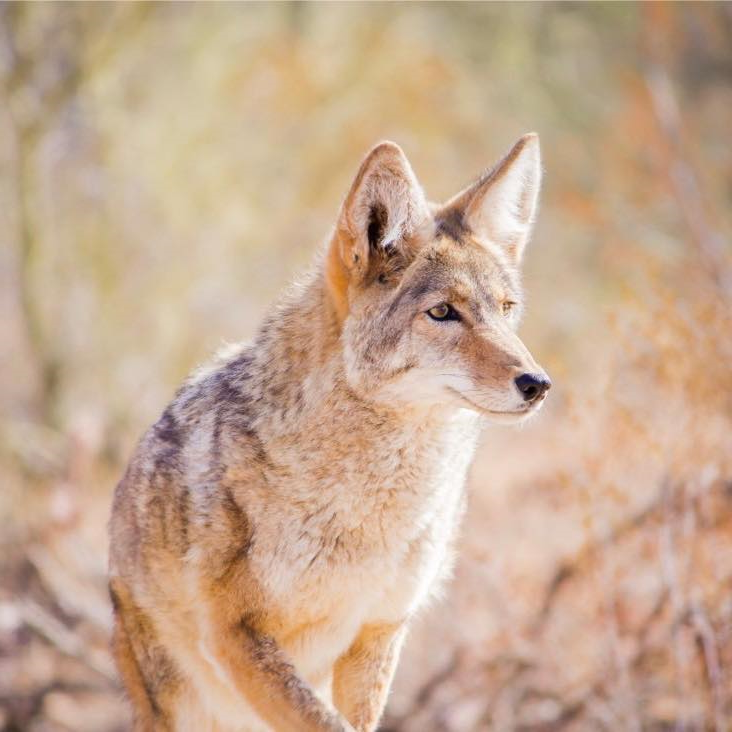 Photo of Coyote