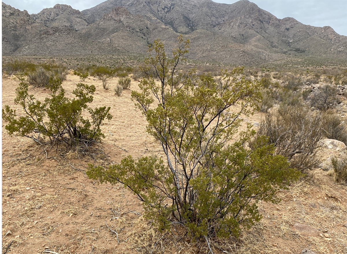 Photo of Creosote Bush