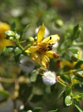 Photo of Creosote Bush