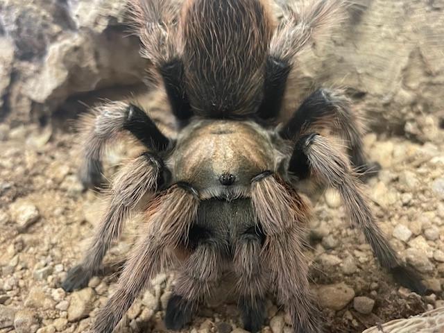 Photo of Desert Blonde Tarantula