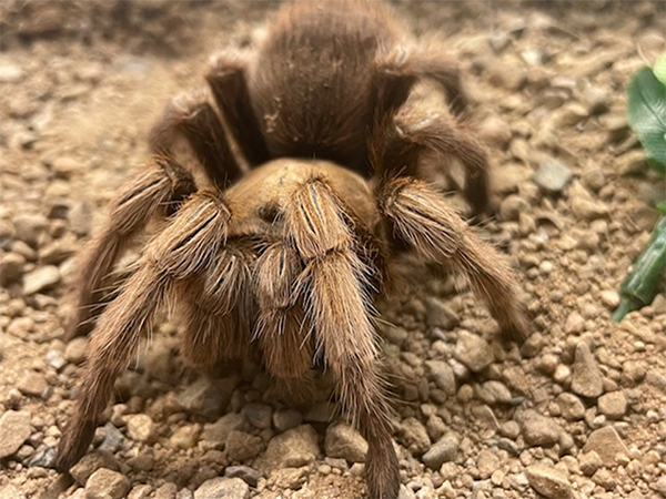 Photo of Desert Blonde Tarantula