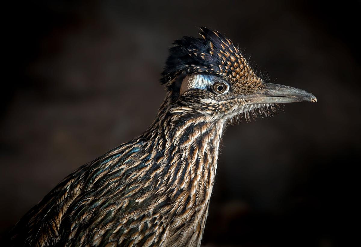 Photo of Greater Roadrunner