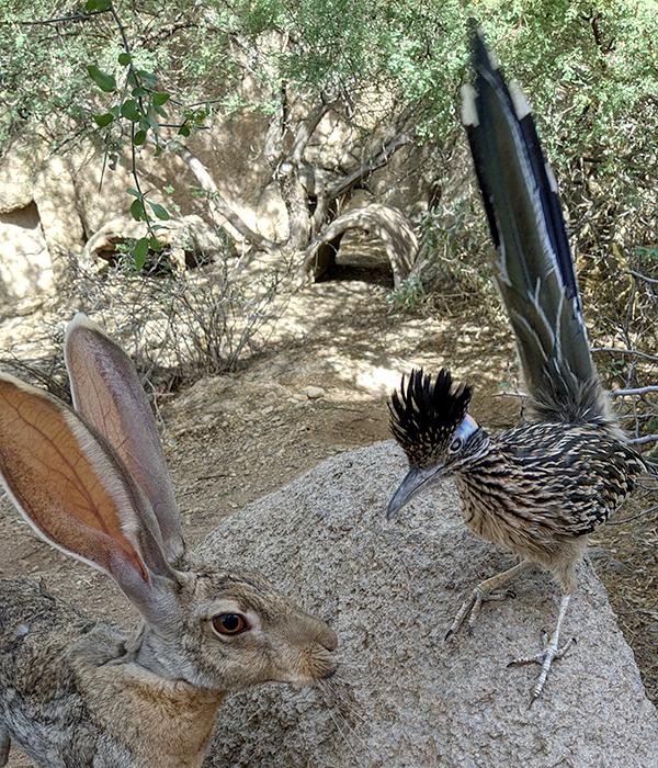 Photo of Greater Roadrunner