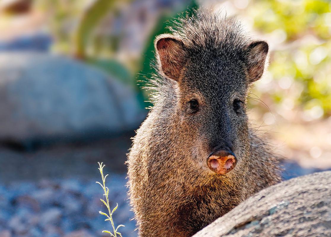 Photo of Javelina