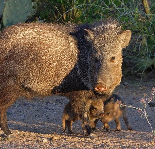 Photo of Javelina