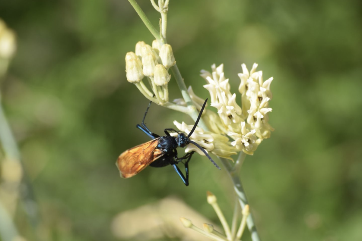 Photo of Pepsis Wasp