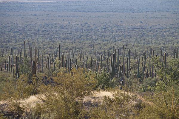 Photo of Saguaro Cactus