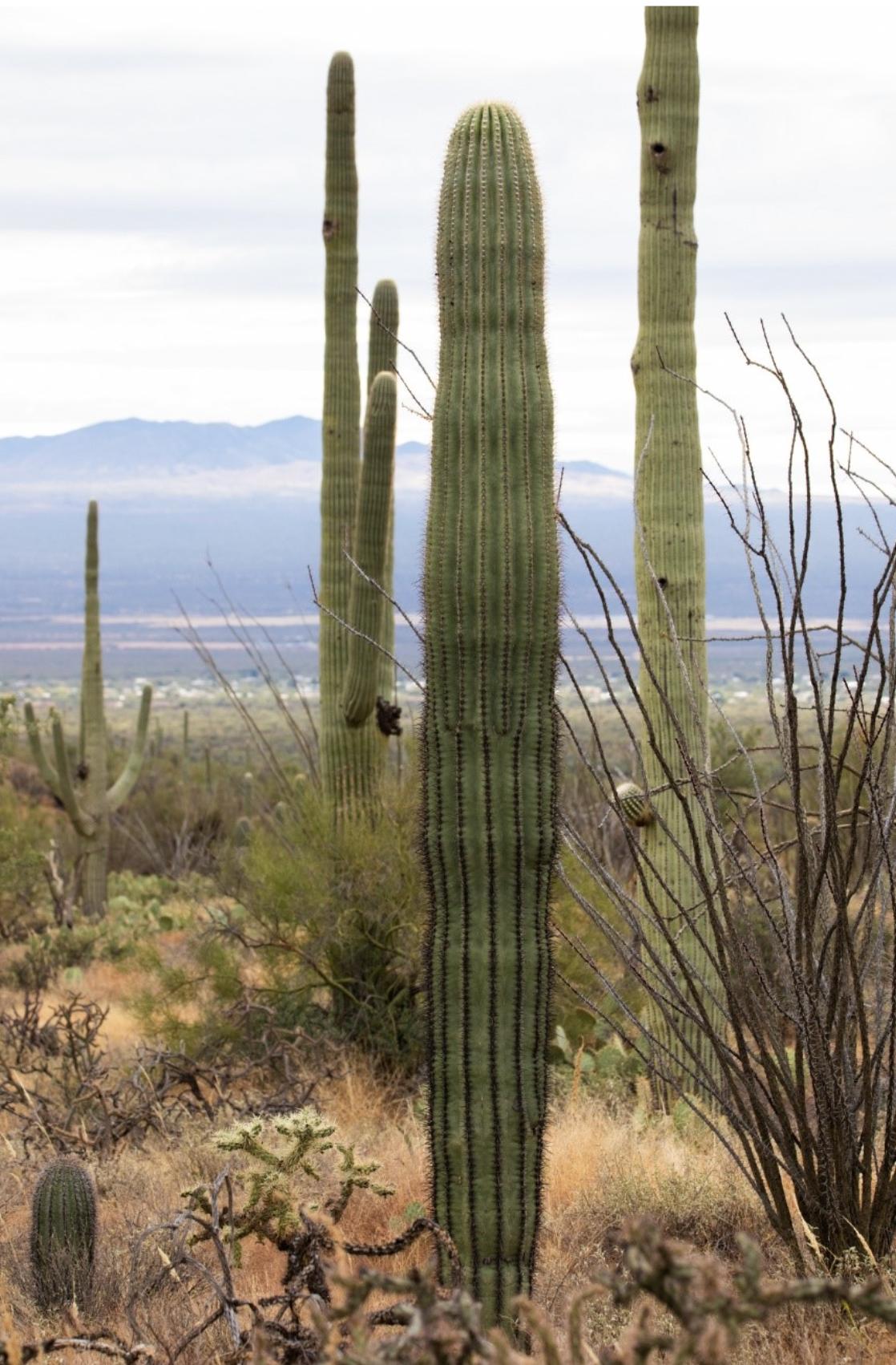 Photo of Saguaro Cactus