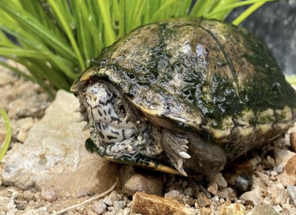 Photo of Sonoyta Mud Turtle