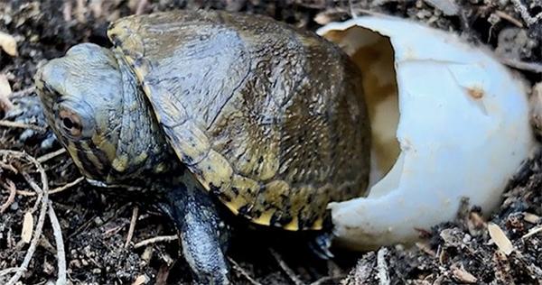 Photo of Sonoyta Mud Turtle